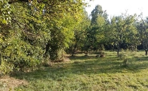 Vând Teren Intravilan Premium 3.550 mp   Platou Teișani - Slănic Prahova, deschidere 40m la DJ 100N - imagine 2