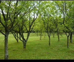 Vând Teren Intravilan Premium 3.550 mp   Platou Teișani - Slănic Prahova, deschidere 40m la DJ 100N - imagine 3