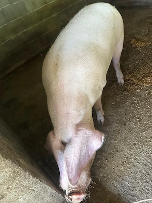 Vand porci crescuți ecologic  - imagine 2