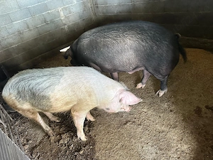 Vand porci crescuți ecologic  - imagine 3