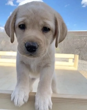 Labrador retriever baietel