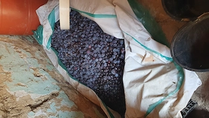 Vând borhod de prune rosii timpurii 1 tona