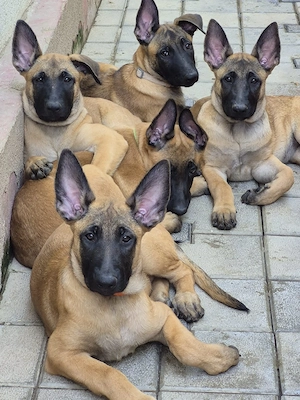 Ciobanesc belgian malinois  - imagine 4