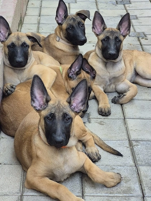 Ciobanesc belgian malinois  - imagine 3
