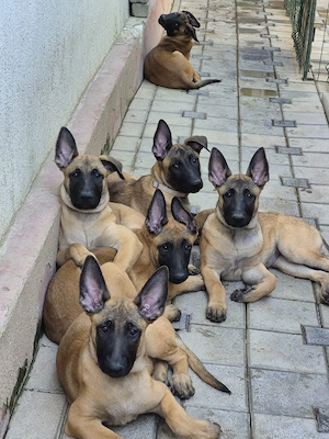 Ciobanesc belgian malinois  - imagine 5