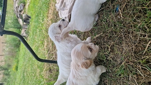 Pui bichon-pincher, 8 saptamini - imagine 5