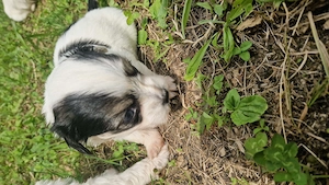 Pui bichon-pincher, 8 saptamini - imagine 3