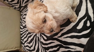 Pui bichon-pincher, 8 saptamini