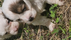 Pui bichon-pincher, 8 saptamini - imagine 4
