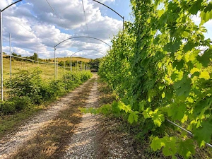 De vânzare | Refugiu privat lângă Cluj | Casă de vacanță cu teren de 4.453 mp | Cojocna - imagine 6