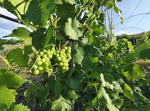 De vânzare | Refugiu privat lângă Cluj | Casă de vacanță cu teren de 4.453 mp | Cojocna - imagine 18