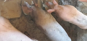 Porci pt protap sau alte preparate 130  140 kg 18 lei kg  - imagine 2