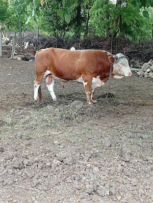 Vând Taur bălțată românească. 