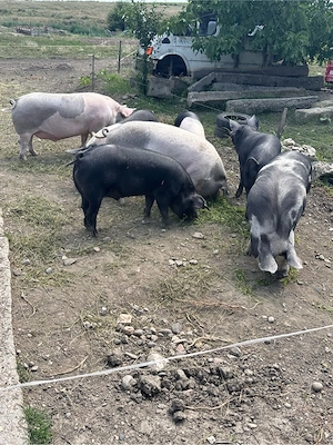 vand porci - imagine 3