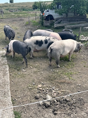 vand porci - imagine 5