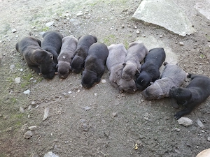 Puiuti cane -corso - imagine 2