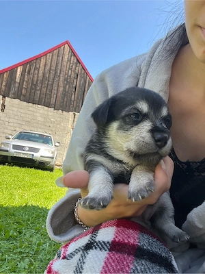 Cățelusi pt adopție