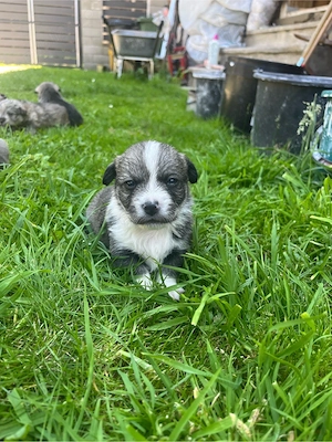 Cățelusi pt adopție - imagine 2