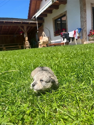 Cățelusi pt adopție - imagine 4