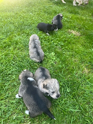 Cățelusi pt adopție - imagine 5