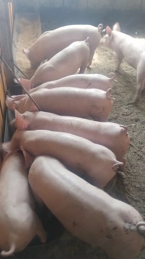 purcei castrați vârsta 3 luni pret de la 500 la 600lei