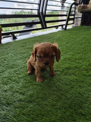 catelus cavalier king charles spaniel  - imagine 2