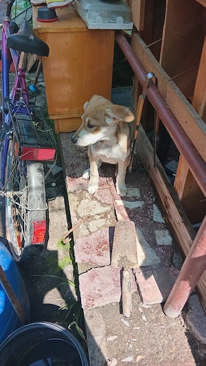 dau de pomană căcea urgent
