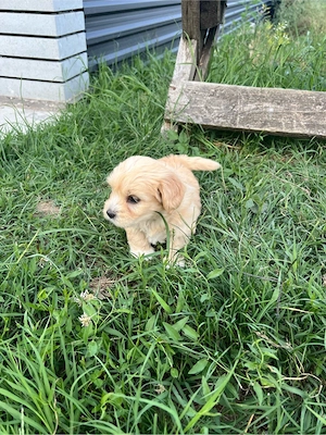 bichon maltez