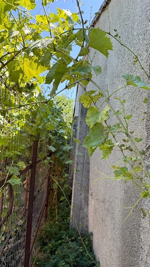 Casă rurală cu grădină mare, lângă București - imagine 2