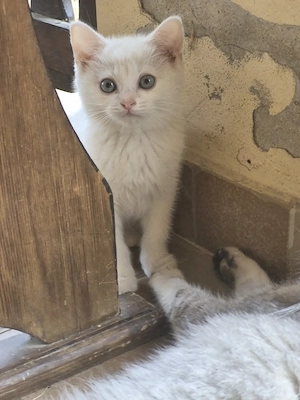 British shorthair silver  - imagine 3