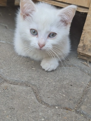 British shorthair silver  - imagine 2