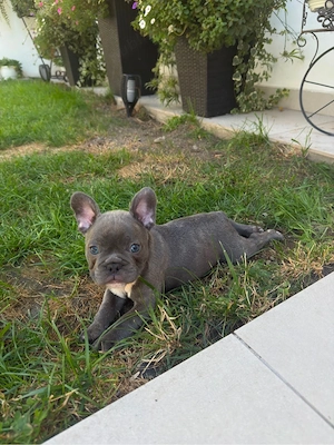 Bulldog francez blu