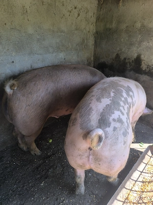 Porci 190-220 kg - imagine 4