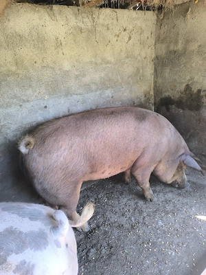 Porci 190-220 kg - imagine 2