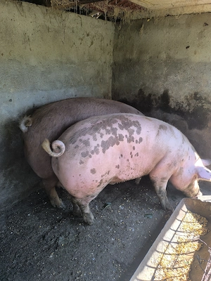 Porci 190-220 kg - imagine 3
