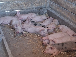 vând 12 purcei de 9-10 săptămâni 