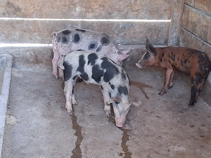 vând 3 purcei de 12 săptămâni 20-25 kg  - imagine 3