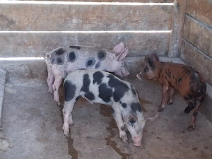 vând 3 purcei de 12 săptămâni 20-25 kg  - imagine 2