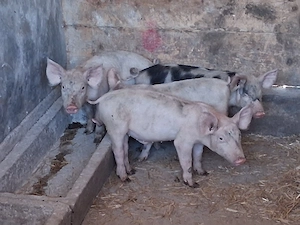 vând 4 purcei de 8 săptămâni 