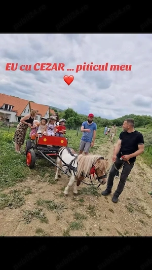 Vând ponei +șaretă+trasura+ham+șa.  - imagine 3