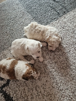 Catelusi Bichon