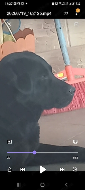 Donez  Labrador 