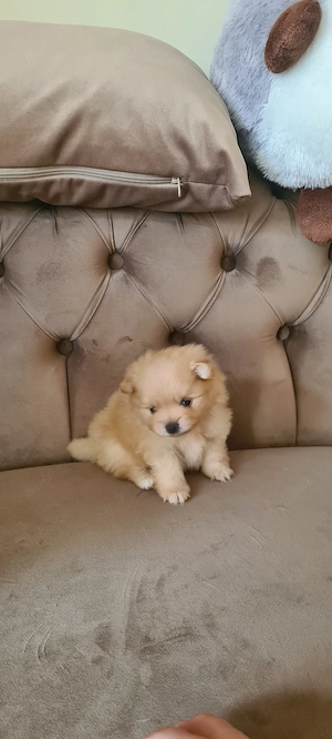 Pomeranian de vanzare - imagine 3