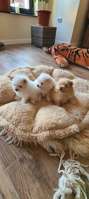 Pomeranian de vanzare