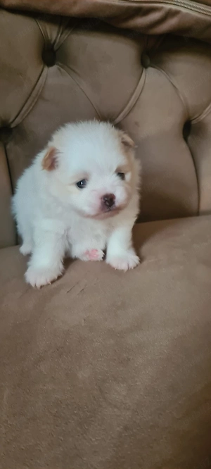 Pomeranian de vanzare - imagine 2