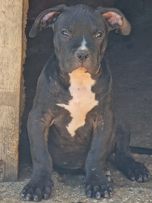 american bully - imagine 3