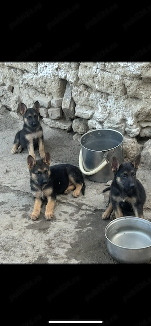 Ciobănesc German
