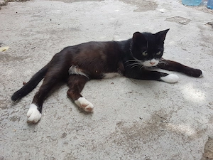 Ofer spre adoptie o pisicuta cu botic si sosetute albe