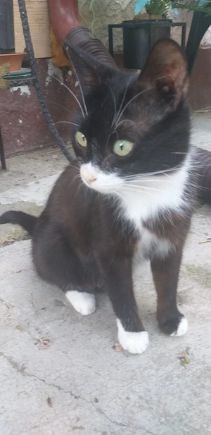Ofer spre adoptie o pisicuta cu botic si sosetute albe - imagine 3