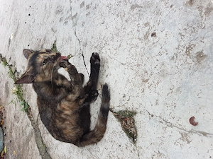 Ofer spre adoptie o pisicuta tare dragalasa - imagine 4